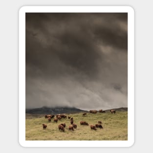 'The Coos, The Clouds and The Clegs', Monzie, Blair Atholl, near Pitlochry. Sticker